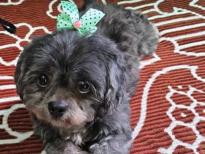 Cachorro raça Shitzu idade 2 anos nome Guta