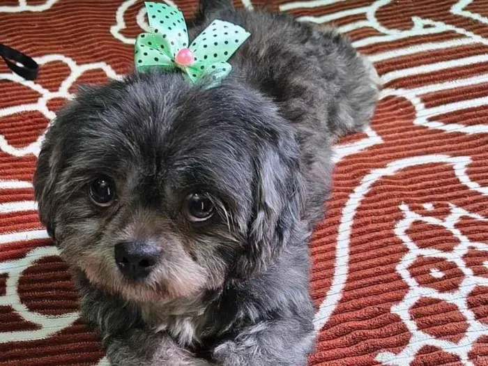 Cachorro ra a Shitzu idade 2 anos nome Guta