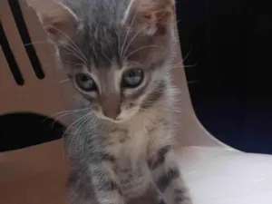 Gato raça SRD-ViraLata idade 2 a 6 meses nome Branquinha
