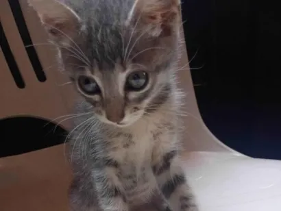 Gato raça SRD-ViraLata idade 2 a 6 meses nome Branquinha