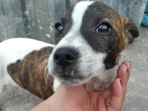 Cachorro raça SRD-ViraLata idade 2 a 6 meses nome Sem nome