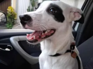 Cachorro raça SRD-ViraLata idade 7 a 11 meses nome Pirata