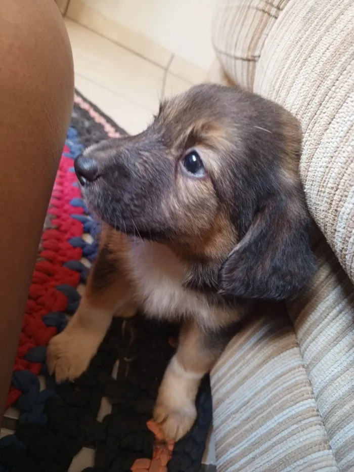 Cachorro ra a Pastor Alemão idade 2 a 6 meses nome O nome fica por conta de quem adotar