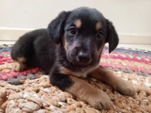 Cachorro raça Pastor Alemão idade 2 a 6 meses nome O nome fica por conta de quem adotar