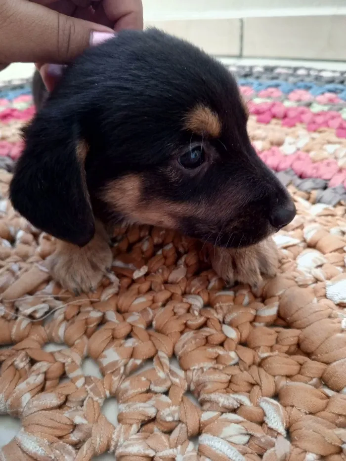 Cachorro ra a Pastor Alemão idade 2 a 6 meses nome O nome fica por conta de quem adotar