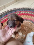 O nome fica por conta de quem adotar