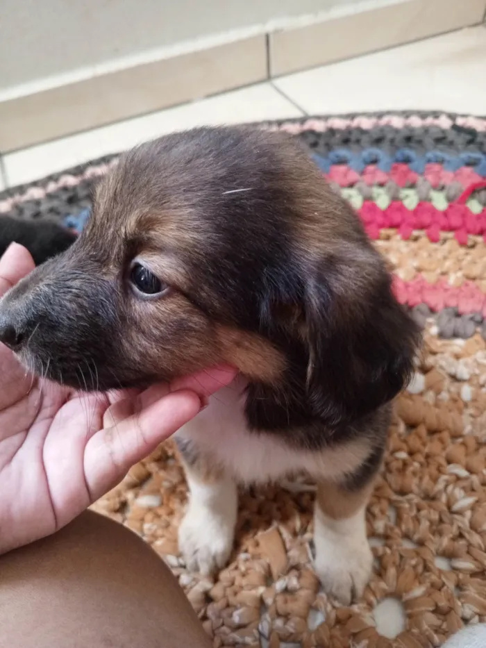 Cachorro ra a Pastor Alemão idade 2 a 6 meses nome O nome fica por conta de quem adotar