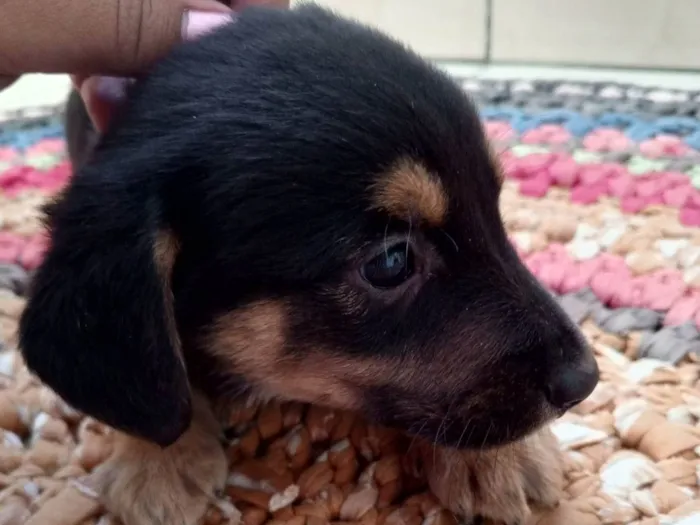 Cachorro ra a Pastor Alemão idade 2 a 6 meses nome O nome fica por conta de quem adotar