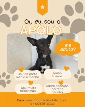Cachorro raça SRD-ViraLata idade 2 anos nome Apolo