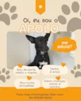 Apolo