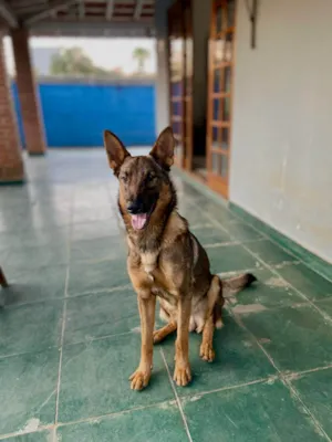 Cachorro raça Pastor Alemão idade 2 anos nome AKIRA