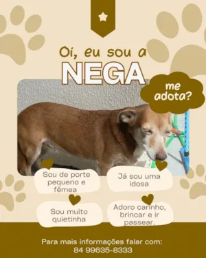 Cachorro raça SRD-ViraLata idade 6 ou mais anos nome Nega