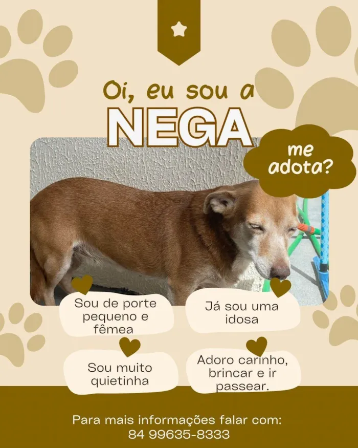 Cachorro ra a SRD-ViraLata idade 6 ou mais anos nome Nega