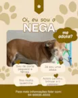Nega