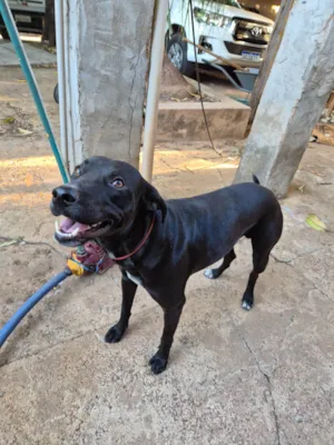 Cachorro raça SRD-ViraLata idade 1 ano nome Bento, Chico e pimenta 