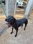 Bento, Chico e pimenta