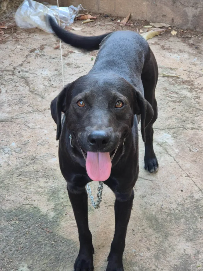 Cachorro ra a SRD-ViraLata idade 1 ano nome Bento, Chico e pimenta 