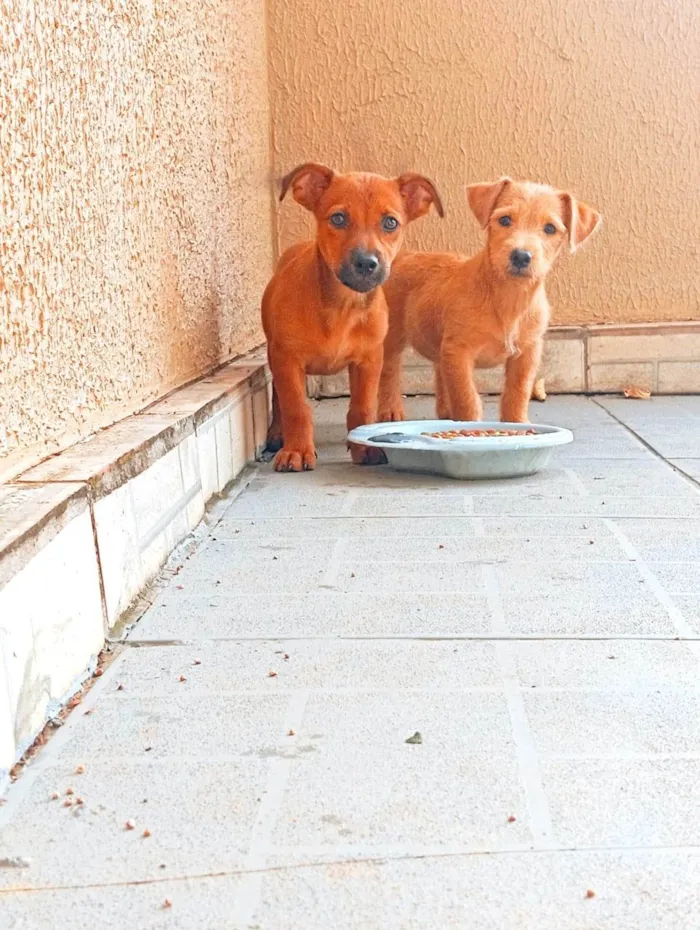 Cachorro ra a SRD-ViraLata idade 1 ano nome Ruth e Suna