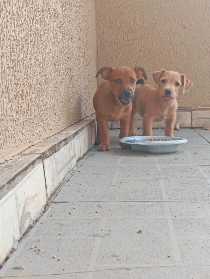 Cachorro ra a SRD-ViraLata idade 1 ano nome Ruth e Suna