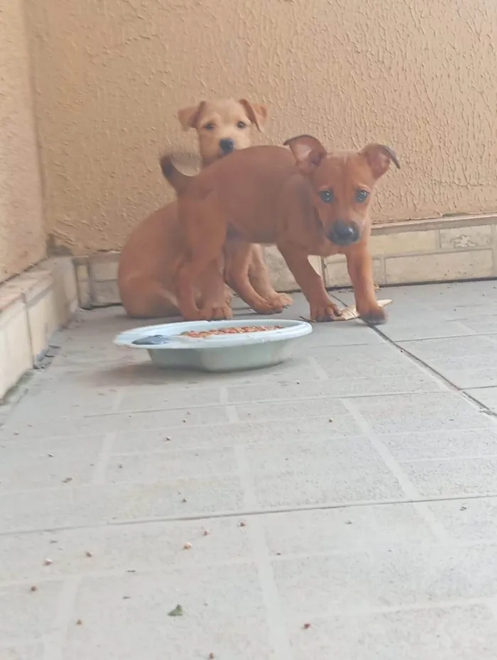Cachorro ra a SRD-ViraLata idade 1 ano nome Ruth e Suna