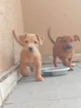 Ruth e Suna