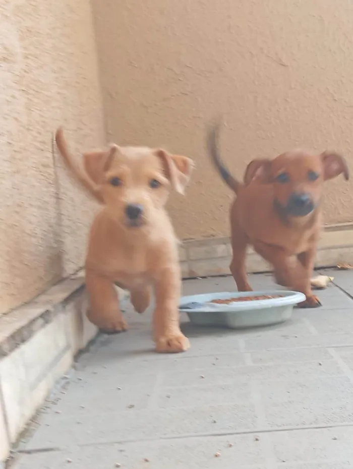 Cachorro ra a SRD-ViraLata idade 1 ano nome Ruth e Suna