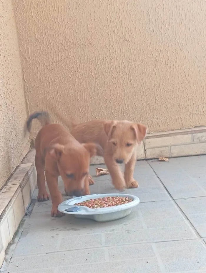 Cachorro ra a SRD-ViraLata idade 1 ano nome Ruth e Suna