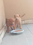 Ruth e Suna