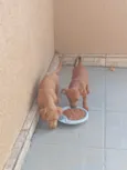 Ruth e Suna