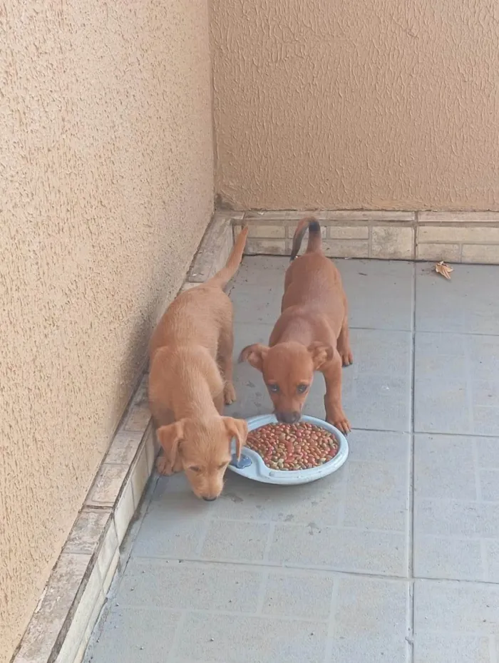 Cachorro ra a SRD-ViraLata idade 1 ano nome Ruth e Suna