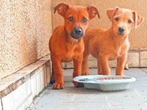 Cachorro raça SRD-ViraLata idade 1 ano nome Ruth e Suna