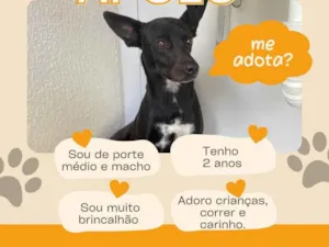 Cachorro raça SRD-ViraLata idade 2 anos nome Apolo