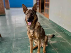 Cachorro raça Pastor Alemão idade 2 anos nome AKIRA
