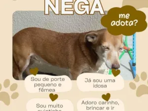 Cachorro raça SRD-ViraLata idade 6 ou mais anos nome Nega