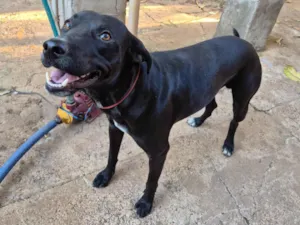 Cachorro raça SRD-ViraLata idade 1 ano nome Bento, Chico e pimenta 