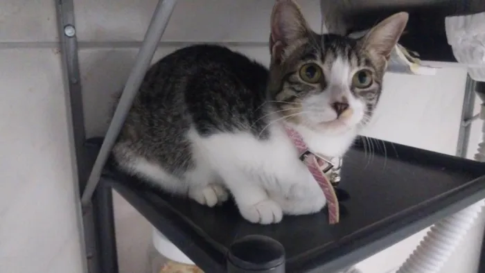 Gato ra a SRD-ViraLata idade 2 a 6 meses nome Jhully