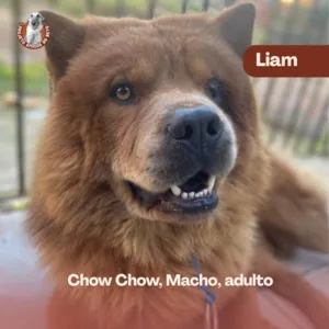 Cachorro raça Chow Chow idade 3 anos nome Liam