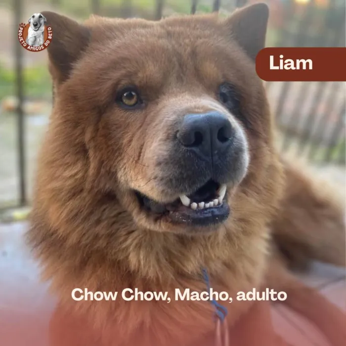 Cachorro ra a Chow Chow idade 3 anos nome Liam