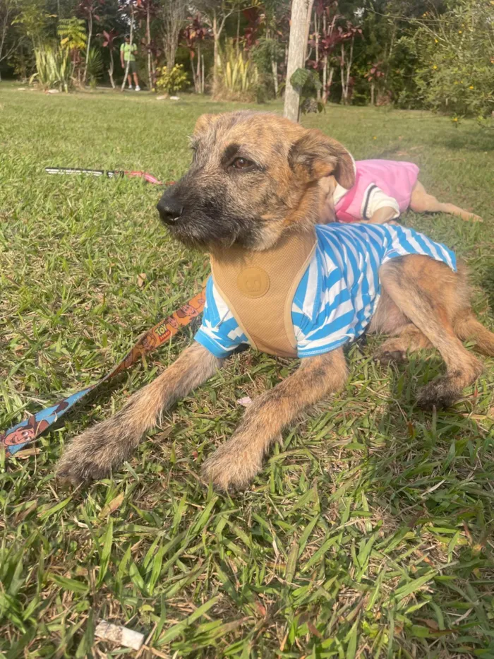 Cachorro ra a SRD-ViraLata idade 7 a 11 meses nome Mike