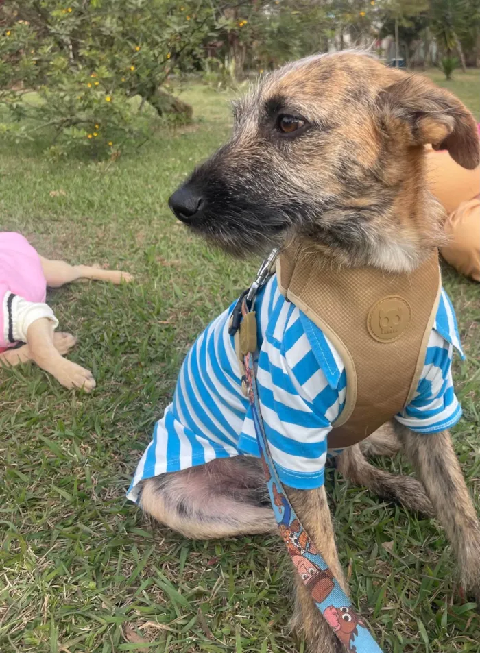 Cachorro ra a SRD-ViraLata idade 7 a 11 meses nome Mike