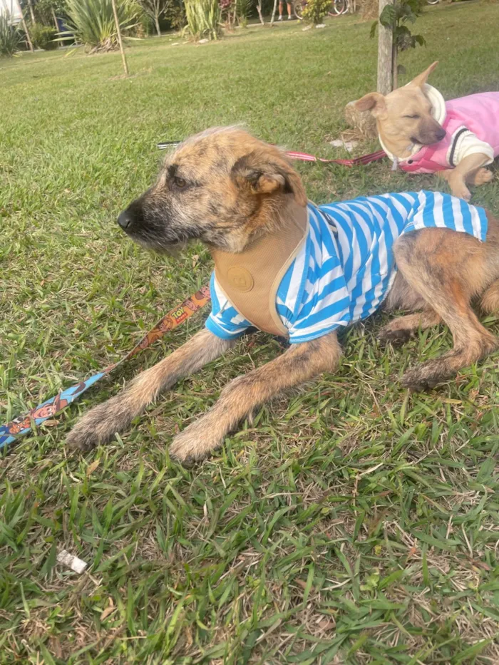 Cachorro ra a SRD-ViraLata idade 7 a 11 meses nome Mike