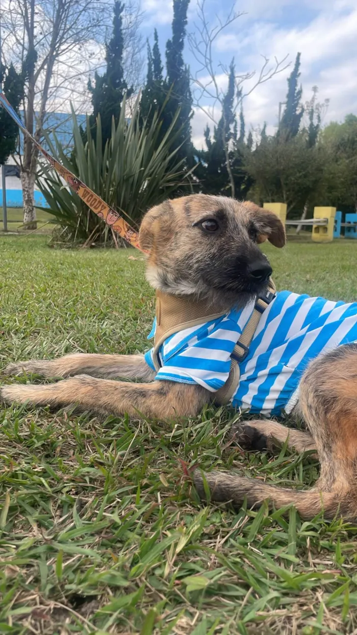 Cachorro ra a SRD-ViraLata idade 7 a 11 meses nome Mike