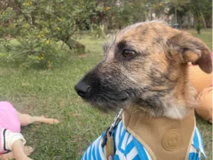 Cachorro raça SRD-ViraLata idade 7 a 11 meses nome Mike