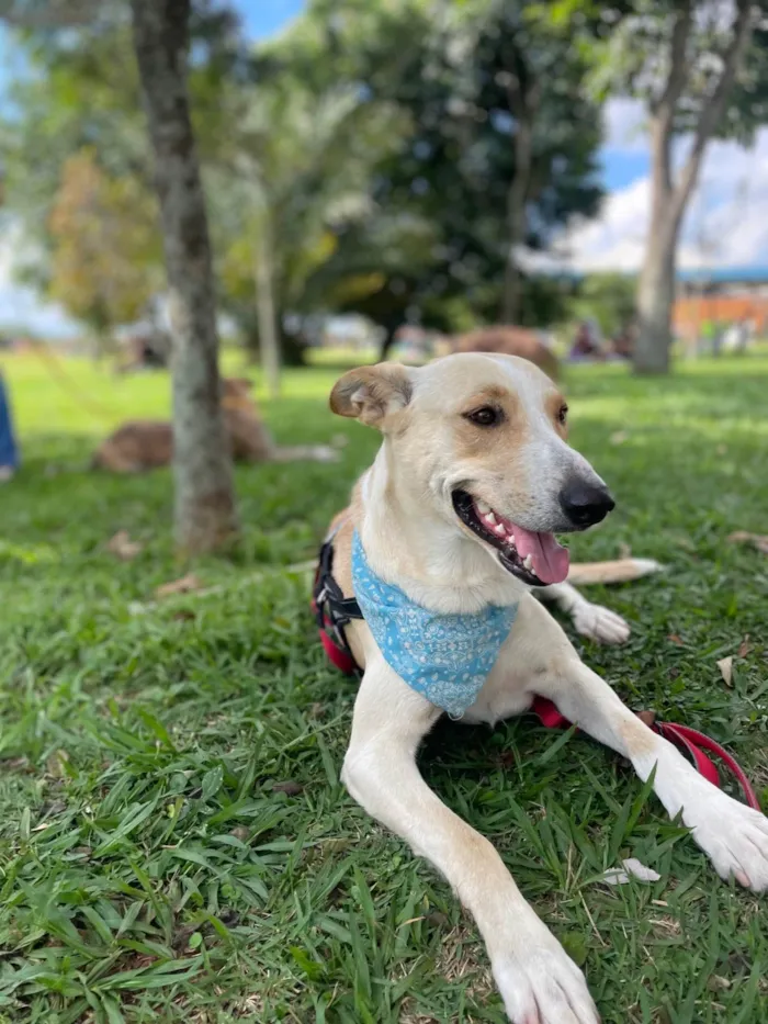 Cachorro ra a SRD-ViraLata idade 2 anos nome Apollo