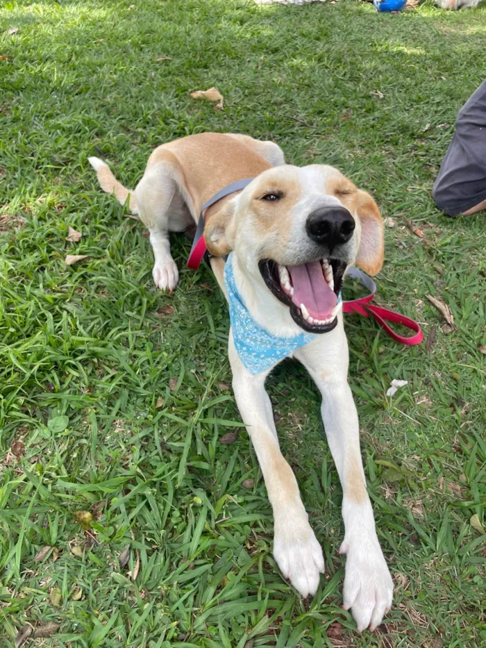 Cachorro ra a SRD-ViraLata idade 2 anos nome Apollo