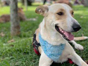 Cachorro raça SRD-ViraLata idade 2 anos nome Apollo
