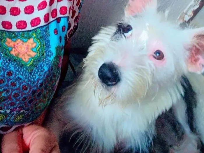 Cachorro ra a SRD-ViraLata idade 2 a 6 meses nome Luna