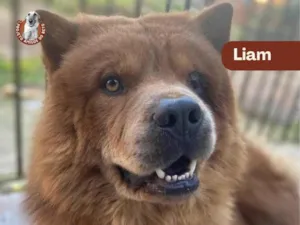 Cachorro raça Chow Chow idade 3 anos nome Liam