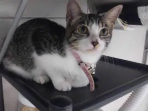 Gato raça SRD-ViraLata idade 2 a 6 meses nome Jhully