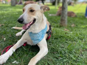 Cachorro raça SRD-ViraLata idade 2 anos nome Apollo